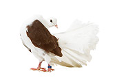 BRD 27 JE0011 01
Peacock Pigeon Standing On White Seamless