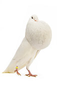 BRD 27 JE0012 01
White Norwich Cropper Pigeon Standing On White Seamless