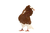 BRD 27 JE0013 01
Red Old Dutch Capuchine Pigeon Standing On White Seamless