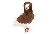 BRD 27 JE0014 01
Red Old Dutch Capuchine Pigeon Standing On White Seamless