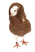 BRD 27 JE0015 01
Red Old Dutch Capuchine Pigeon Standing On White Seamless