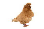 BRD 27 JE0016 01
Chinese Owl Pigeon Standing On White Seamless