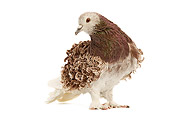 BRD 27 JE0017 01
Frillback Pigeon Standing On White Seamless