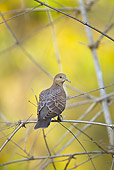 BRD 27 MC0001 01
Oriental Turtle Dove Perched On Twig Bandhavgarh National Park In Madhya Pradesh, India