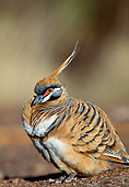 BRD 27 MH0001 01
Spinifex Pigeon Sitting On Ground Australia