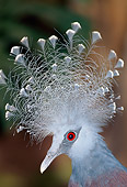 BRD 27 MH0002 01
Head Shot Of Victoria Crowned Pigeon Papua New Guinea