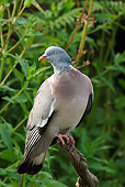 BRD 27 WF0001 01
Wood Pigeon Perched On Tree Branch