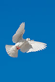 BRD 27 KH0001 01
White Pigeon Flying In Blue Sky