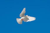 BRD 27 KH0002 01
White Pigeon Flying In Blue Sky