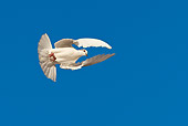BRD 27 KH0003 01
White Pigeon Flying In Blue Sky