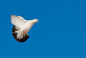BRD 27 KH0004 01
White Pigeon Flying In Blue Sky