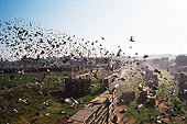 BRD 27 MR0001 01
Pigeon Racing In Belgium