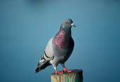 BRD 27 RK0002 01
Pigeon On Pole