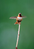 BRD 28 BA0001 01
Rufous Hummingbird Perched On Stick Flapping Wings