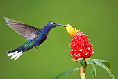BRD 28 JZ0001 01
Violet Sabrewing Hummingbird Drinking Nectar From Flower Costa Rica