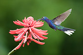 BRD 28 JZ0002 01
Violet Sabrewing Hummingbird Drinking Nectar From Flower Costa Rica