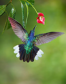 BRD 28 JZ0003 01
Violet Sabrewing Hummingbird Drinking Nectar From Flower Costa Rica