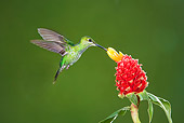BRD 28 JZ0004 01
Purple Throated Mountain Gem Hummingbird Drinking Nectar From Flower Costa Rica