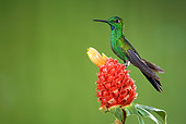 BRD 28 JZ0005 01
Purple Throated Mountain Gem Hummingbird Standing On Flower Costa Rica