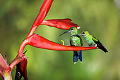 BRD 28 JZ0006 01
Two Purple Throated Mountain Gem Hummingbirds Standing On Flower Costa Rica