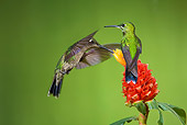 BRD 28 JZ0007 01
Two Purple Throated Mountain Gem Hummingbirds Drinking Nectar From Flower Costa Rica