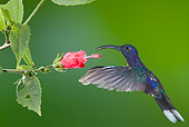 BRD 28 JZ0008 01
Violet Sabrewing Hummingbird Drinking Nectar From Flower Costa Rica