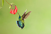 BRD 28 MC0002 01
Green Violetear Hummingbird Drinking Nectar From Red Flower Cosa Rica