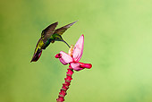 BRD 28 MC0003 01
Green-Breasted Mango Hummingbird Drinking Nectar From Pink Flower Cosa Rica