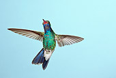 BRD 28 MC0004 01
Broad-Billed Hummingbird Male Hovering Arizona