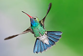 BRD 28 MC0005 01
Broad-Billed Hummingbird Male In Flight Arizona