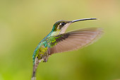 BRD 28 NE0001 01
Hummingbird In Flight Costa Rica