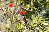 BRD 28 SK0001 01
Hummingbird Feeding On Nectar Of Blooming Fairy Duster Shrub