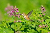 BRD 28 TL0003 01
Rufous Hummingbird Feeding From Pink Flower