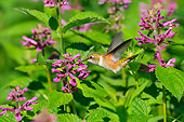 BRD 28 TL0004 01
Rufous Hummingbird Feeding From Pink Flower