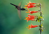 BRD 28 WF0001 01
Violet-Fronted Brilliant Drinking Nectar From Orange Flowers