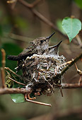 BRD 28 RK0004 04
Two Hummingbirds In Nest