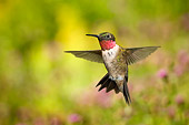 BRD 28 TK0001 01
Male Ruby-Throated Hummingbird Spreading Wings Midflight