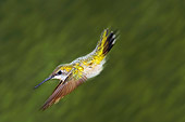 BRD 28 TK0002 01
Female Ruby-Throated Hummingbird Diving Midflight Profile