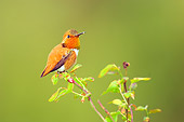 BRD 28 TL0001 01
Male Rufous Hummingbird Perching On Bush