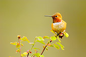BRD 28 TL0002 01
Male Rufous Hummingbird Perching On Bush