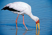 BRD 29 BA0001 01
Yellow-Billed Stork Wading In Water Profile