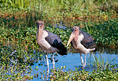 BRD 29 GL0001 01
Two Marabou Storks Standing In Shallow Water