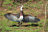 BRD 29 HP0001 01
Woolly-Necked Stork Standing On Ground With Wings Spread