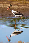 BRD 29 HP0002 01
Saddle-Billed Stork Wading In Wetlands Zululand, South Africa