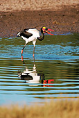 BRD 29 HP0003 01
Saddle-Billed Stork Feeding In Wetlands Zululand, South Africa