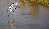 BRD 29 HP0004 01
Saddle-Billed Stork Wading In Wetlands Kruger National Park, South Africa