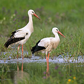 BRD 29 KH0001 01
White Storks Standing In Shallow Marsh Water