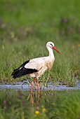 BRD 29 KH0002 01
White Stork Standing In Shallow Marsh Water