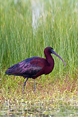 BRD 29 KH0003 01
Glossy Ibis Walking In Shallow Marsh Water