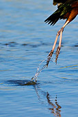 BRD 29 KH0004 01
Close-Up Of Legs Of Glossy Ibis Taking Off From Water Greece